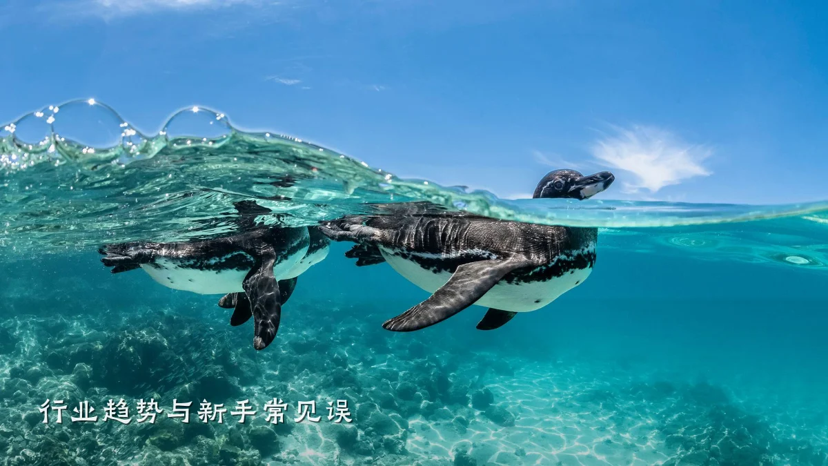 行业趋势与新手常见误