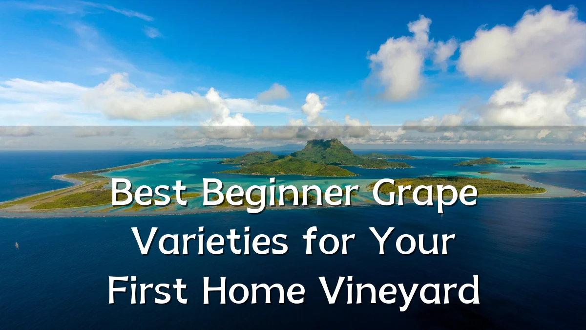 Best Beginner Grape Varieties for Your First Home Vineyard